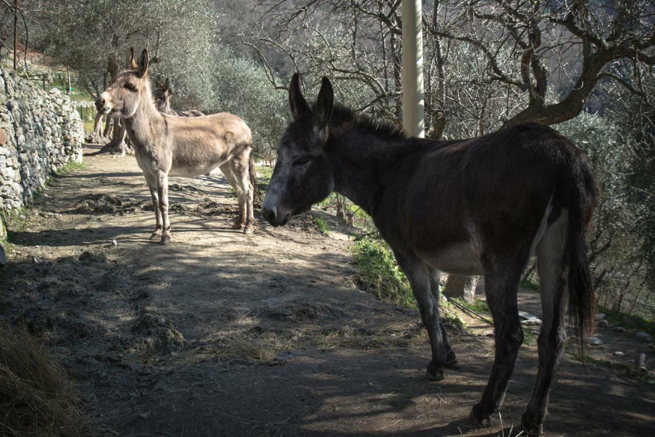 Agriturismo A Ca Vegia Calice Ligure Экстерьер фото